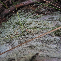 Cladonia incrassata