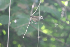 Uropsila leucogastra