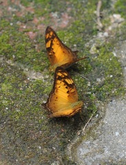 Vagrans sinha sinha