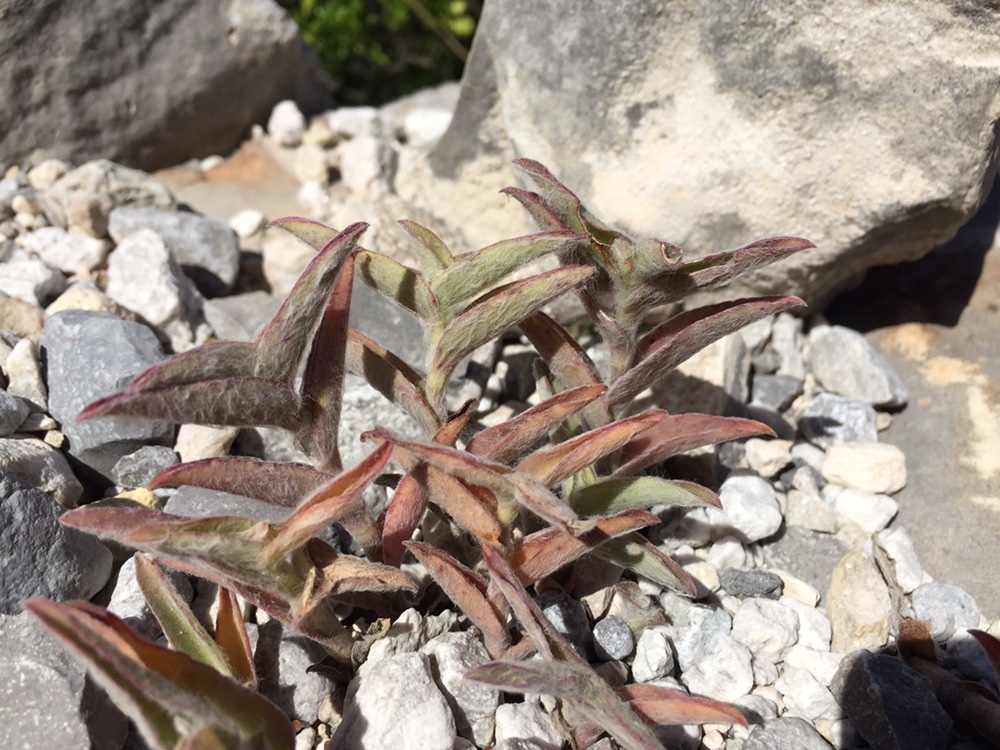 Tradescantia sillamontana