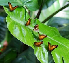 Vagrans sinha sinha