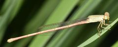Ceriagrion olivaceum