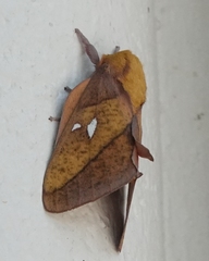 Syssphinx blanchardi