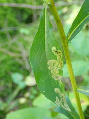 Phytomyza solidaginis