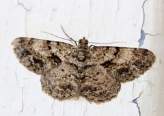 Psilalcis galsworthyi