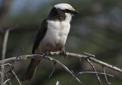 Eurocephalus anguitimens