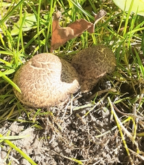 Cortinarius pholideus