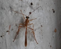 Enicospilus guatemalensis