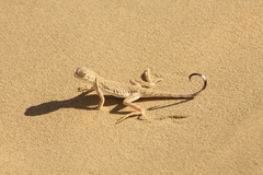 Phrynocephalus guttatus