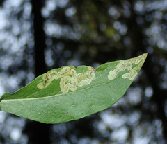 Phytomyza solidaginis