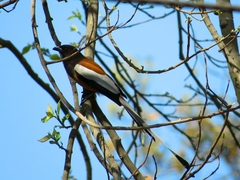 Dendrocitta vagabunda