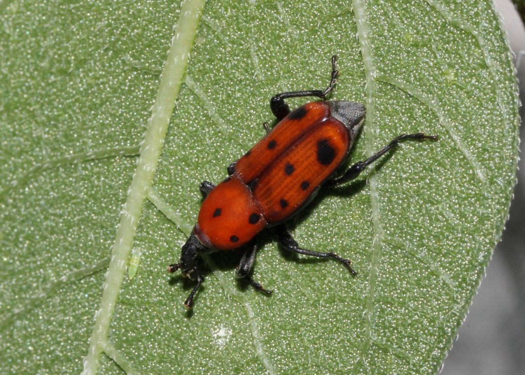 Ironweed Curculio