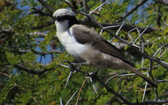 Eurocephalus anguitimens