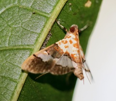Aetholix flavibasalis