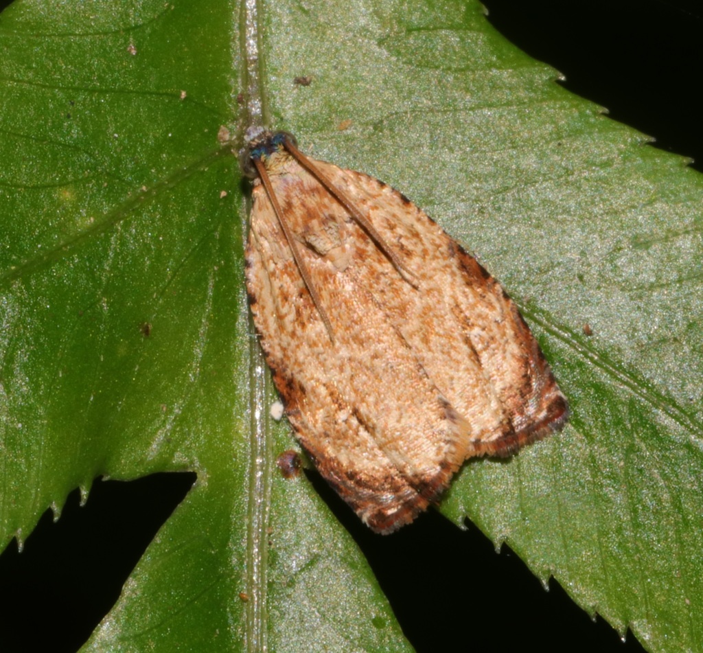 Sycacantha inopinata