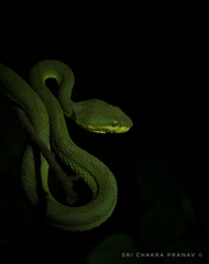 Craspedocephalus gramineus