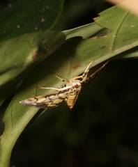 Lygropia distorta