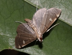 Luma sericea