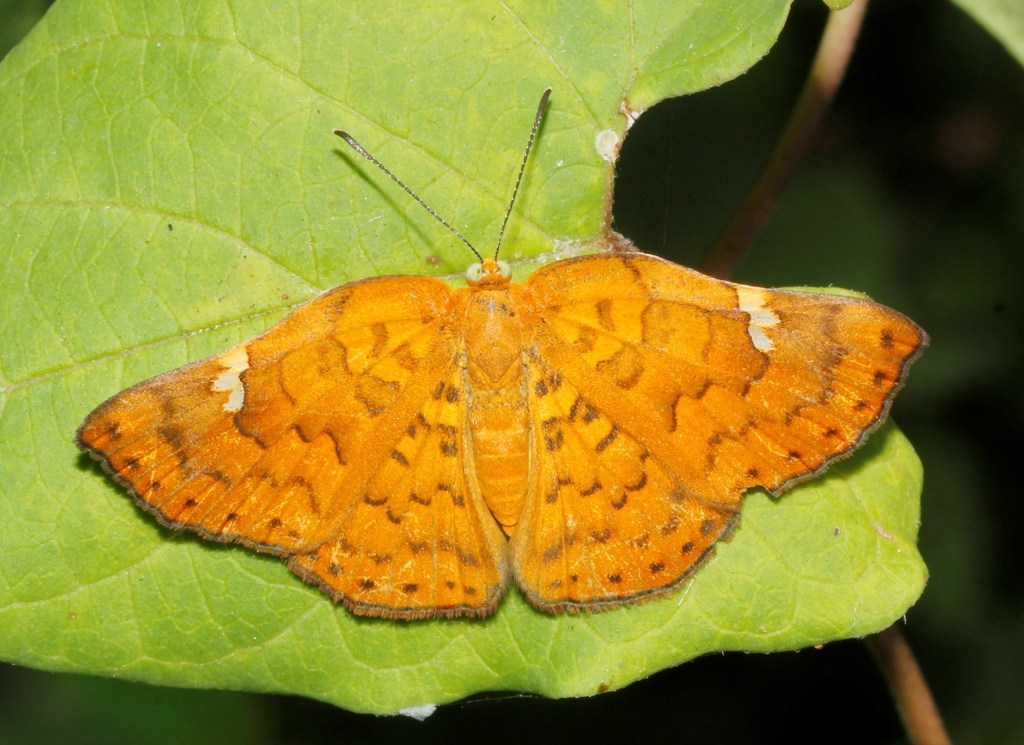 Curve-winged Metalmark