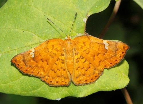 Curve-winged Metalmark