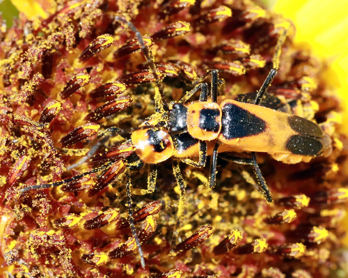 Colorado Soldier Beetle