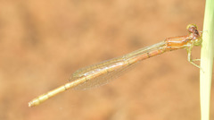 Agriocnemis lacteola