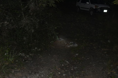 Nyctidromus albicollis