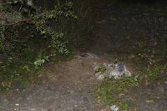 Nyctidromus albicollis