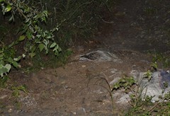 Nyctidromus albicollis