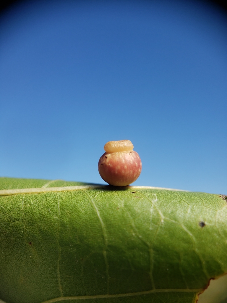 gall on a leaf; the gall is spherical, with a little cap on top