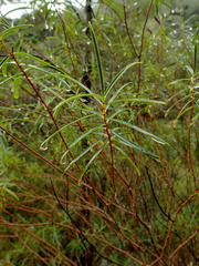 Veronica stenophylla