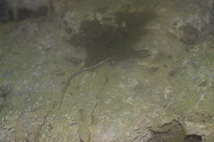 Scincella gemmingeri