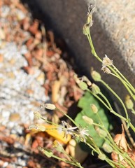 Crepis bursifolia