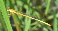 Ceriagrion calamineum