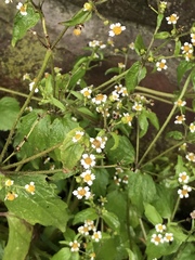 Galinsoga quadriradiata