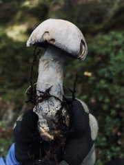 Cortinarius anomalus
