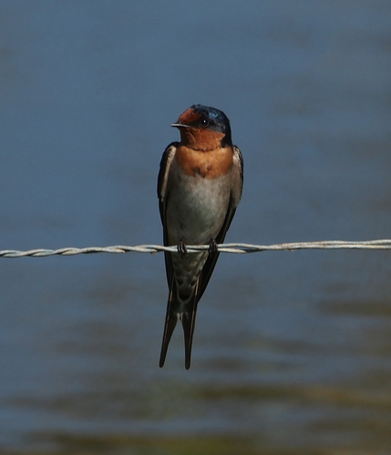 Welcome Swallow, photo 10 of 10