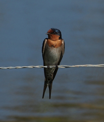 Welcome Swallow photo 4