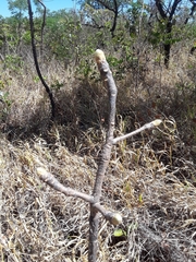 Aspidosperma