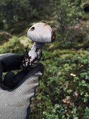 Cortinarius anomalus