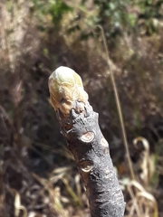Aspidosperma