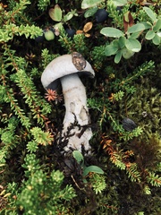 Cortinarius anomalus