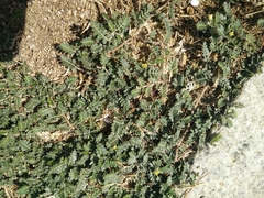 Tribulus terrestris