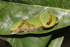 Papilio menatius victorinus