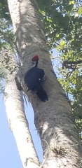 Dryocopus pileatus