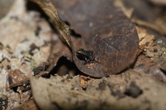 Eleutherodactylus cystignathoides