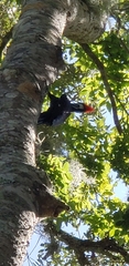 Dryocopus pileatus