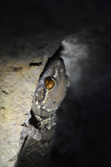 Hemidactylus sushilduttai