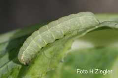 Mamestra brassicae