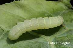 Mamestra brassicae
